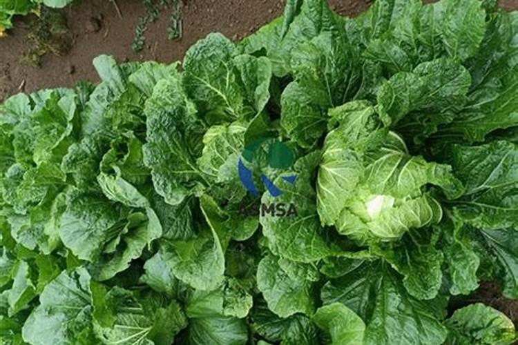 兰陵王浇兰花使用方法