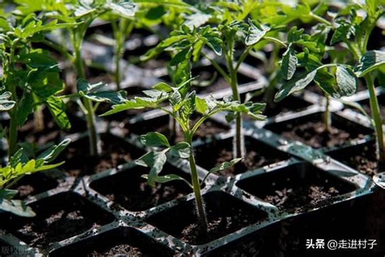 番茄苗移栽后几天施肥