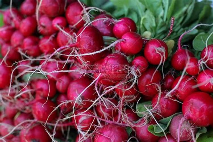 甜菜高效种植技术要点 甜菜养护应该注意什么