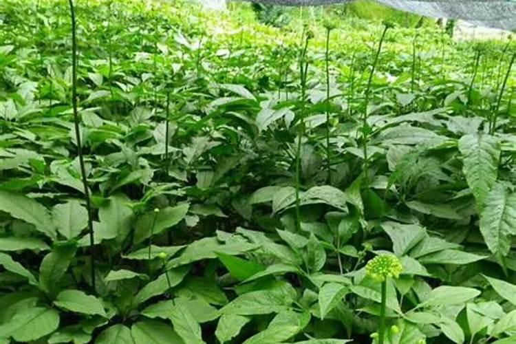 竹节参的种植技术