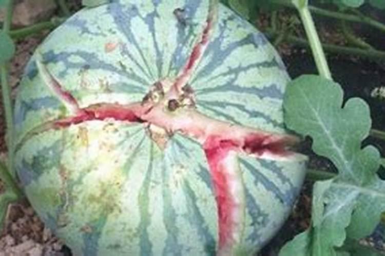 西瓜种植具体步骤