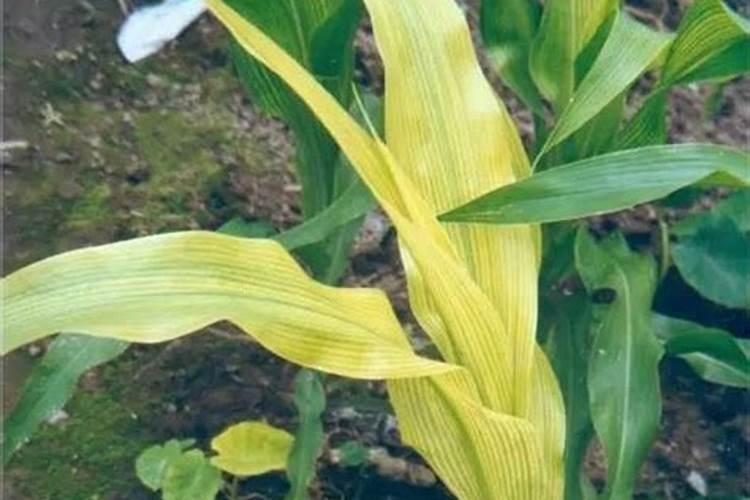 玉米苗发黄打什么叶面肥