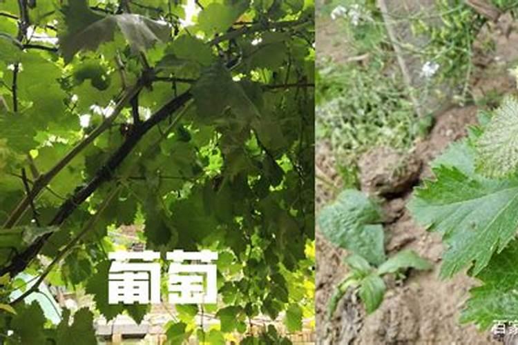 葡萄可以打矮壮素吗