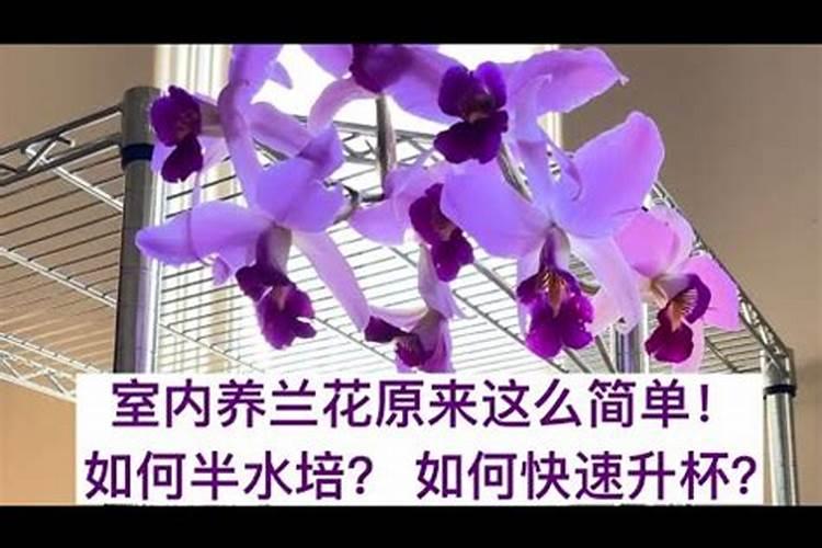 兰花用什么肥料最好？