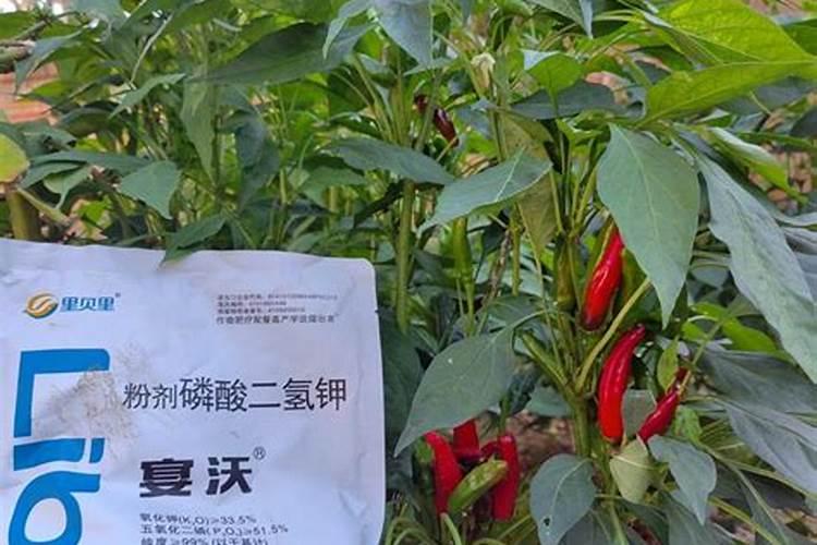 果树结果期用哪种水溶肥效果好？果树膨大期施肥怎么施？