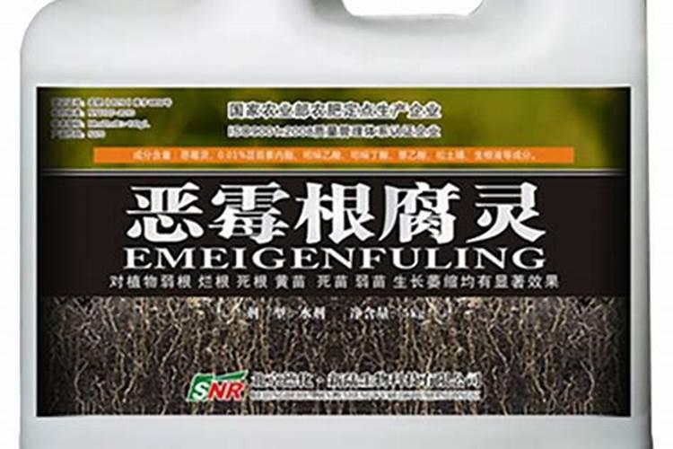 豆角可以浇沼气液吗浇沼气液红根