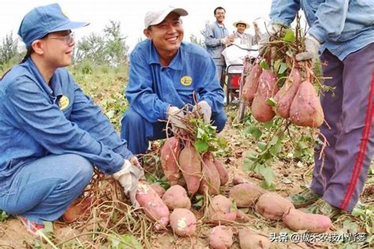 红薯用什么肥料才能高产