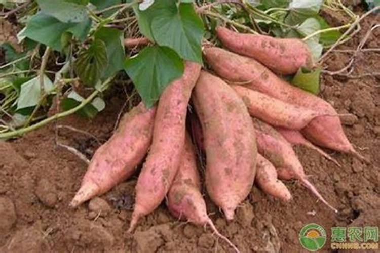 红薯膨大期施什么肥