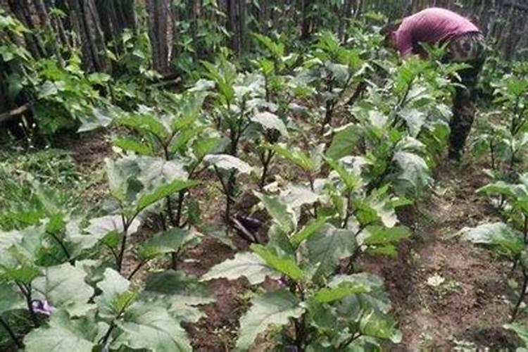 种植茄子能用硼吗？