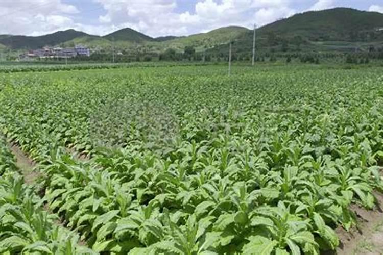 烟草复合肥的氮磷钾比例是多少？四川宜宾当地烤烟移栽的基肥有哪些量是...