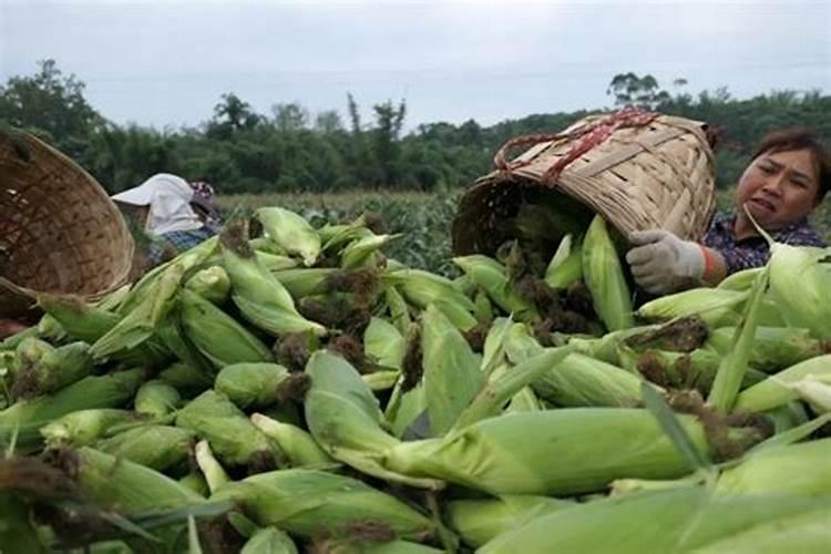玉米金大棒叶面肥有效果吗
