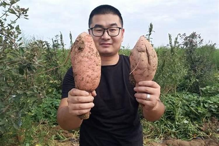 地瓜怎么种植为好