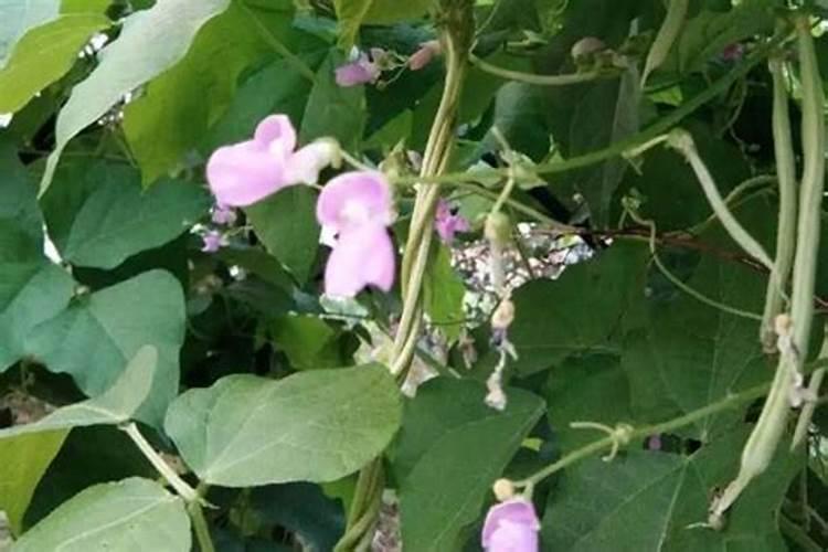 香菇出完菇怎么养棒