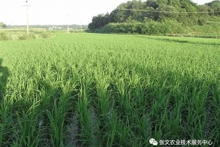 水稻一生需要多少个氮 水稻氮肥过多如何补救