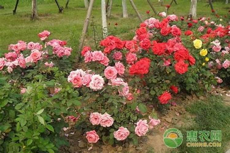 月季梅雨季节怎么施肥？