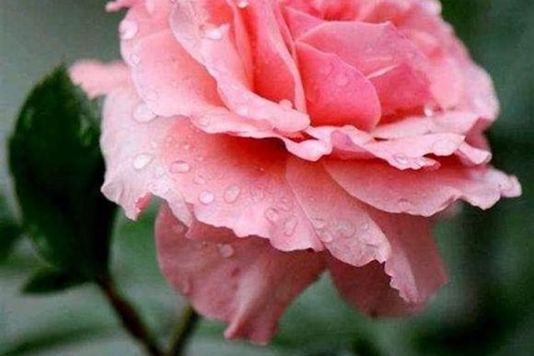 月季梅雨季节怎么施肥？