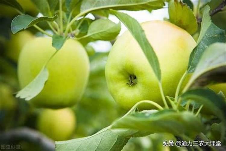 苹果树七月份如何追肥？