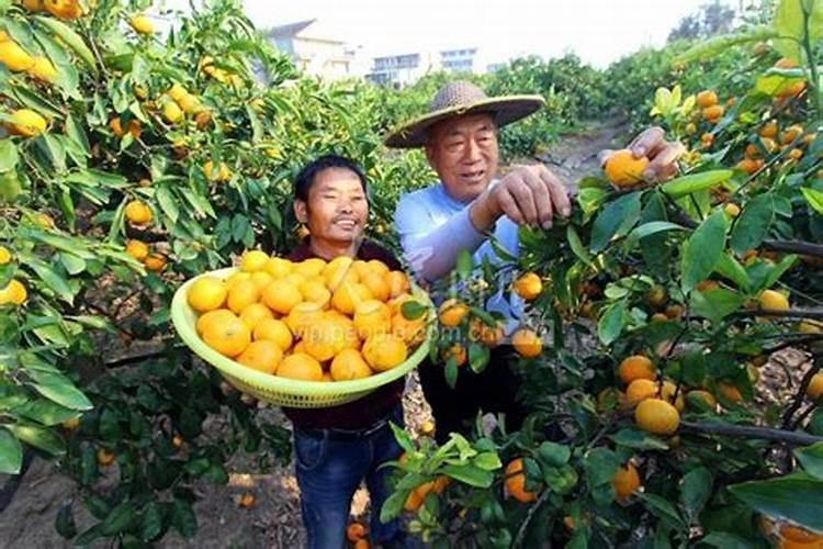 橘子底肥放什么肥好(底肥施用方法)