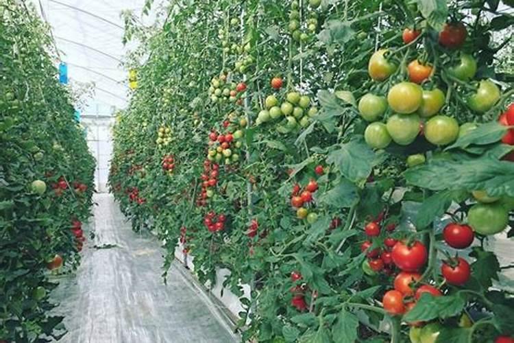 香蕉挂果的时候用什么肥料最好？