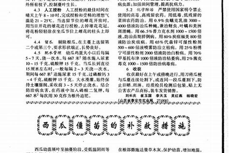 西瓜施用牛粪没发酵烧苗怎么补救