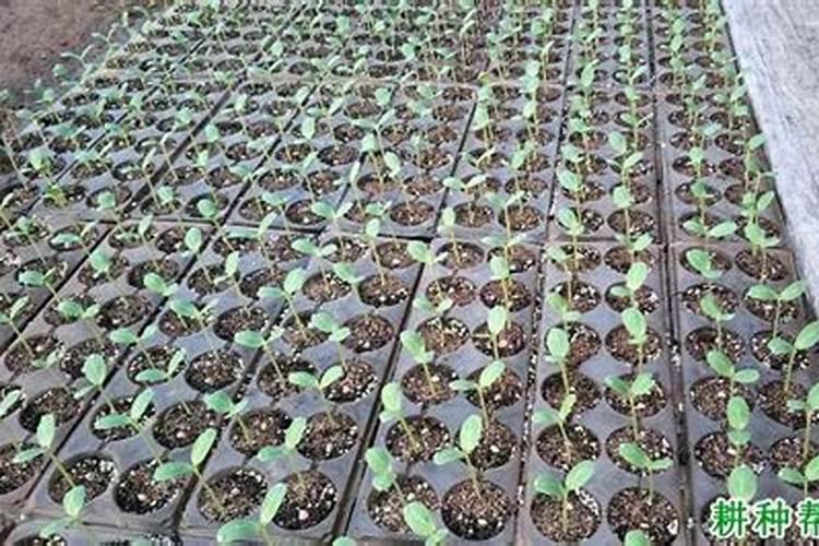 西瓜什么时候施肥如何施肥