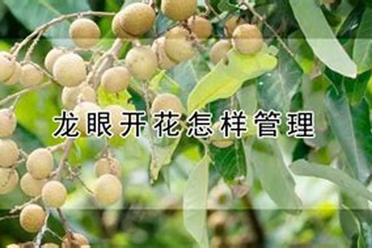 龙眼开花可以施肥吗