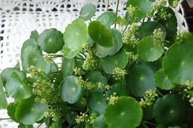 花卉的淋施与喷施有什么区别？
