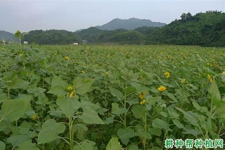 苗期用什么水溶肥长势好