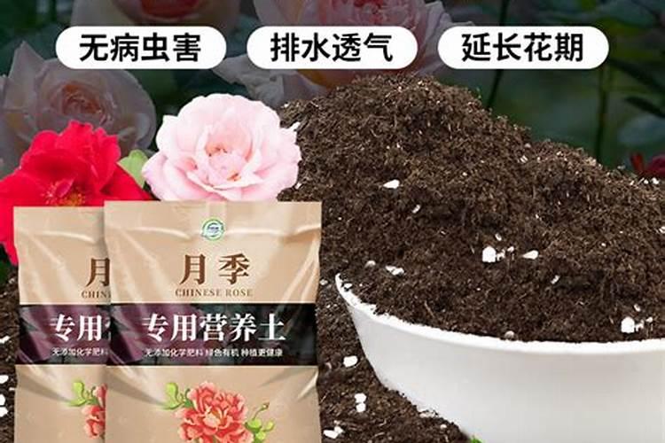 磷肥在什么时候施肥最好？月季什么时候施磷肥