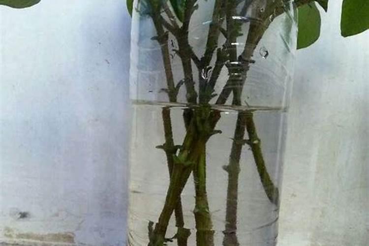 如何水培栀子花？