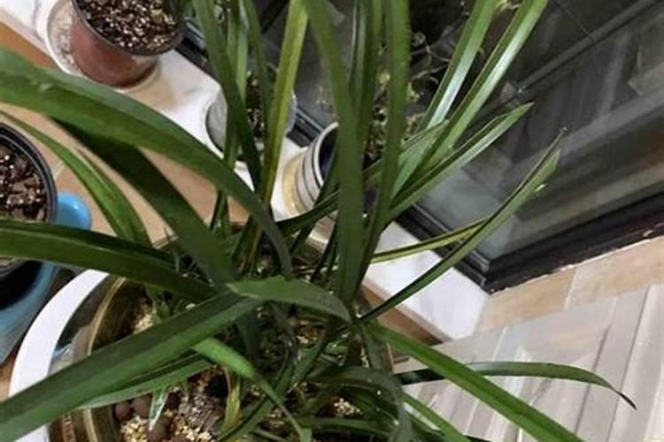 果树促花用什么叶面肥好？