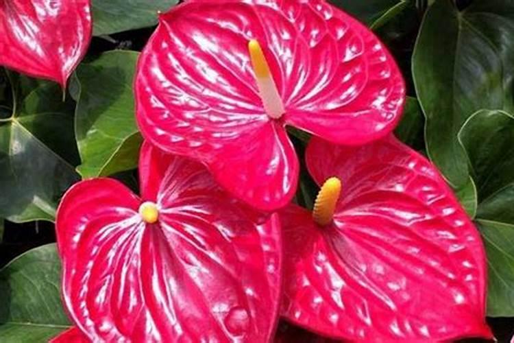 火鹤花怎么浇水火鹤花怎么浇水施肥