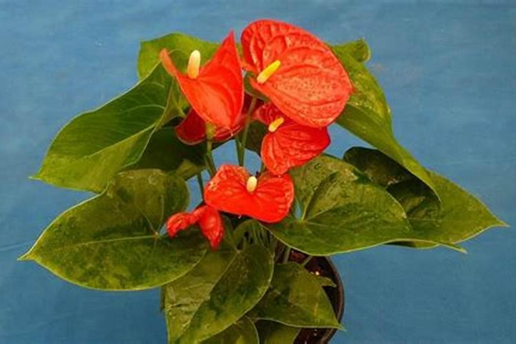 火鹤花怎么浇水 火鹤花怎么浇水施肥
