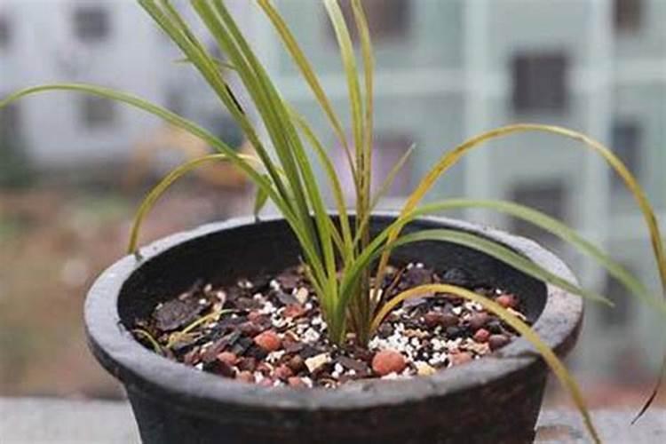 兰花叶子发黄是什么原因,怎么处理与解决