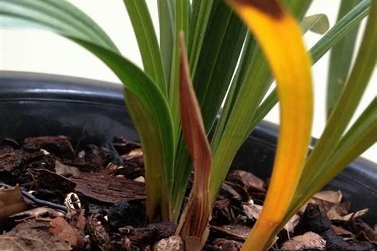 兰花叶子发黄怎么办