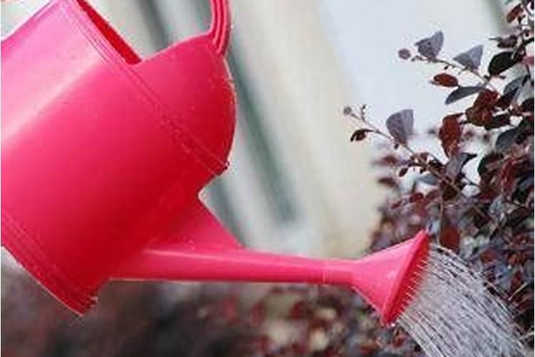 花草浇什么肥料合适