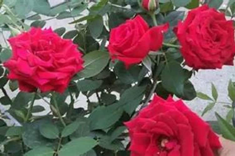 玫瑰花的养护及修剪 玫瑰花的养护及修剪方法