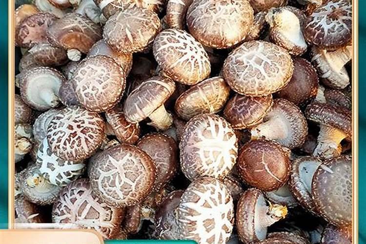 4月适合种什么蔬菜