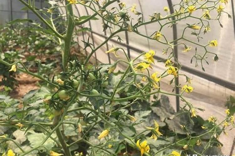 磷肥适合哪些蔬菜
