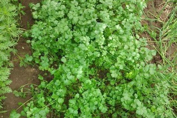 芹菜施什么肥长得好