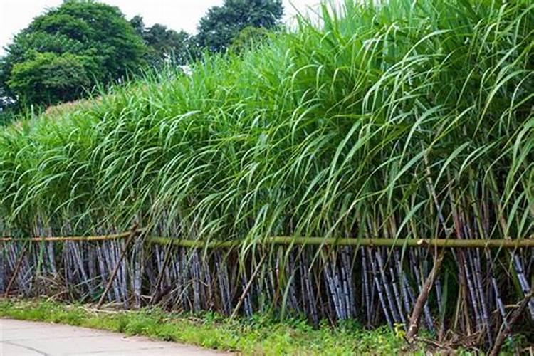 甘蔗最怕什么打死