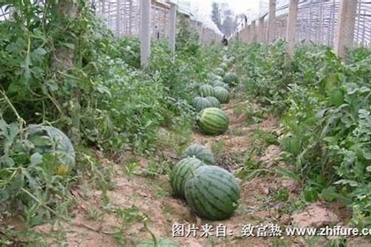 在种植西瓜的时候,一亩西瓜需要用多少农家肥？