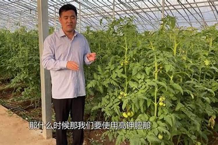 钾肥过量症状