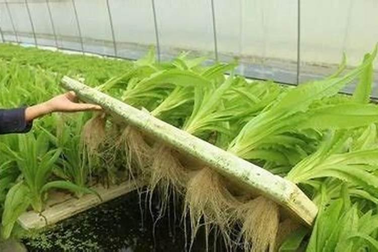 腐植酸水溶肥是什么？它有啥作用呢？