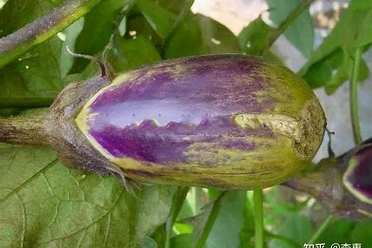 茄子最忌三种肥料