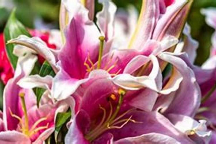 吃百合有什么好处