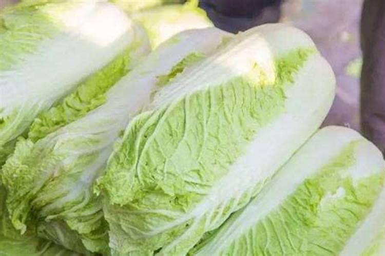 白菜,萝卜菜幼苗能施叶面肥吗？