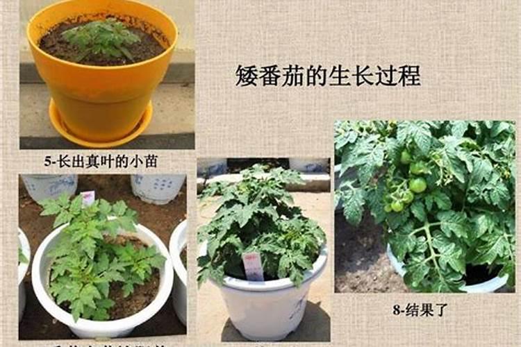 火龙果一年四季都有吗