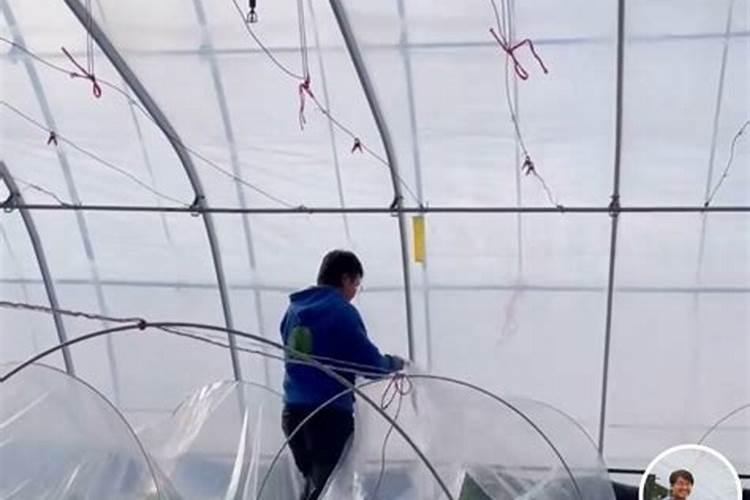 大棚黄瓜水溶肥每次用多少合适
