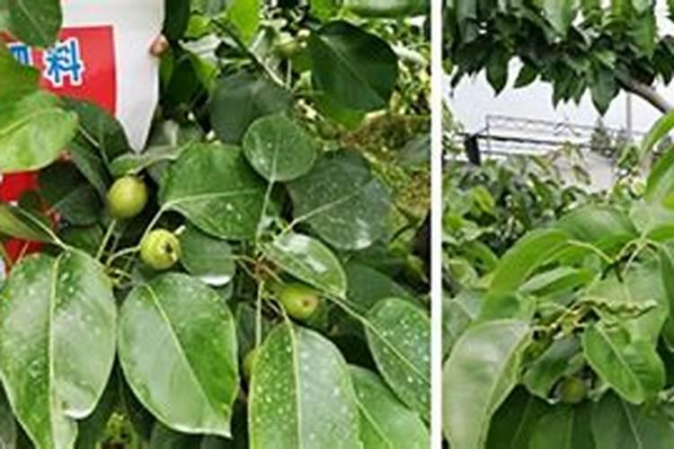 梨树什么时间施壮果肥 最佳时间是几月份